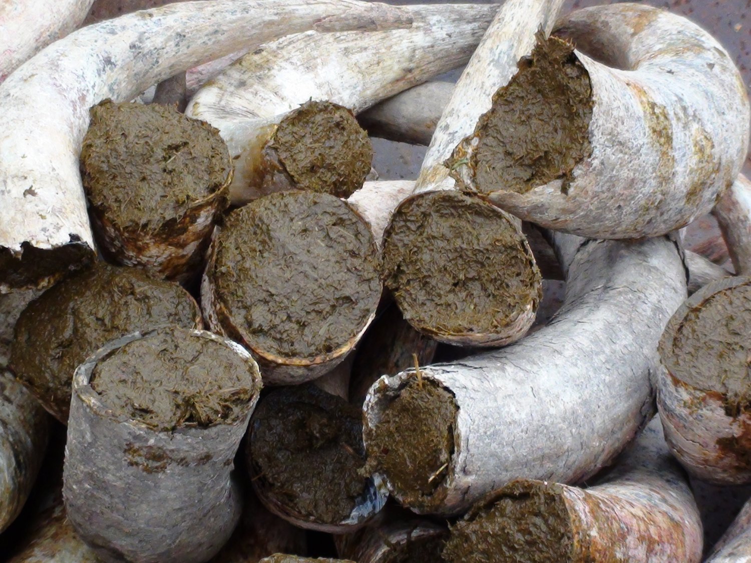Manure-filled cow horns used in biodynamic preparation 500