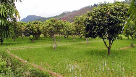 Trees growing within a flooded rice field