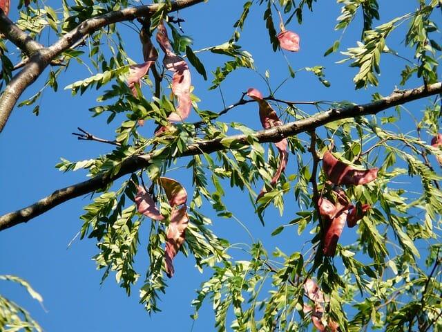 Honey locust branches and seed pods against a blue sky