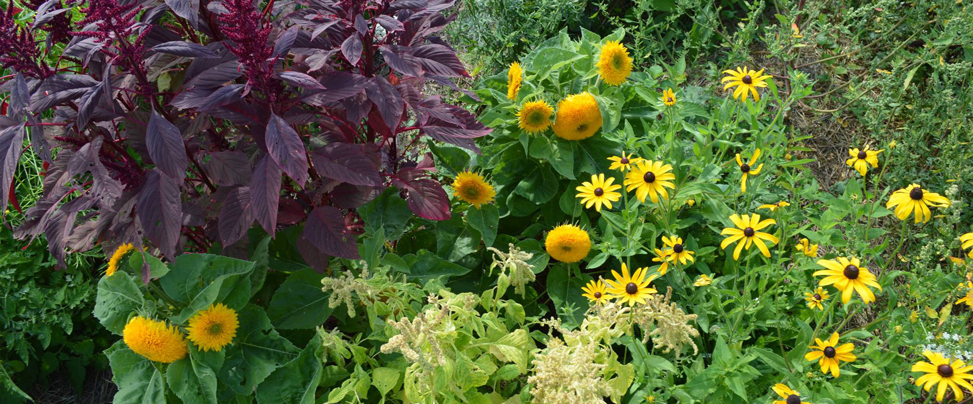Burgundy amaranth and yellow flowers in a Living Landscapes garden, pictured in the permaculture course
