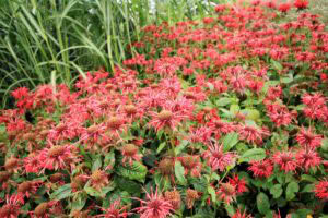 A close up horizontal image of a large stand of red bee balm flowers growing in the garden taking over an area.