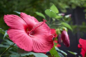A close up of a bright red hardy hibiscus flower growing in the garden.