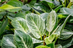 Close up of white and green leaves of a philodendron houseplant.