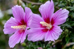A close up horizontal image of two pink and red rose of Sharon flowers growing in the garden.
