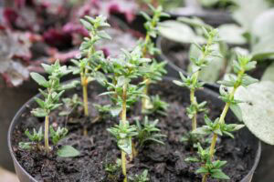 Small thyme plants growing from cuttings in a plastic pot.