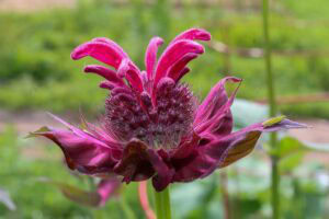 A close up horizontal image of a purple flower pictured on a soft focus background.